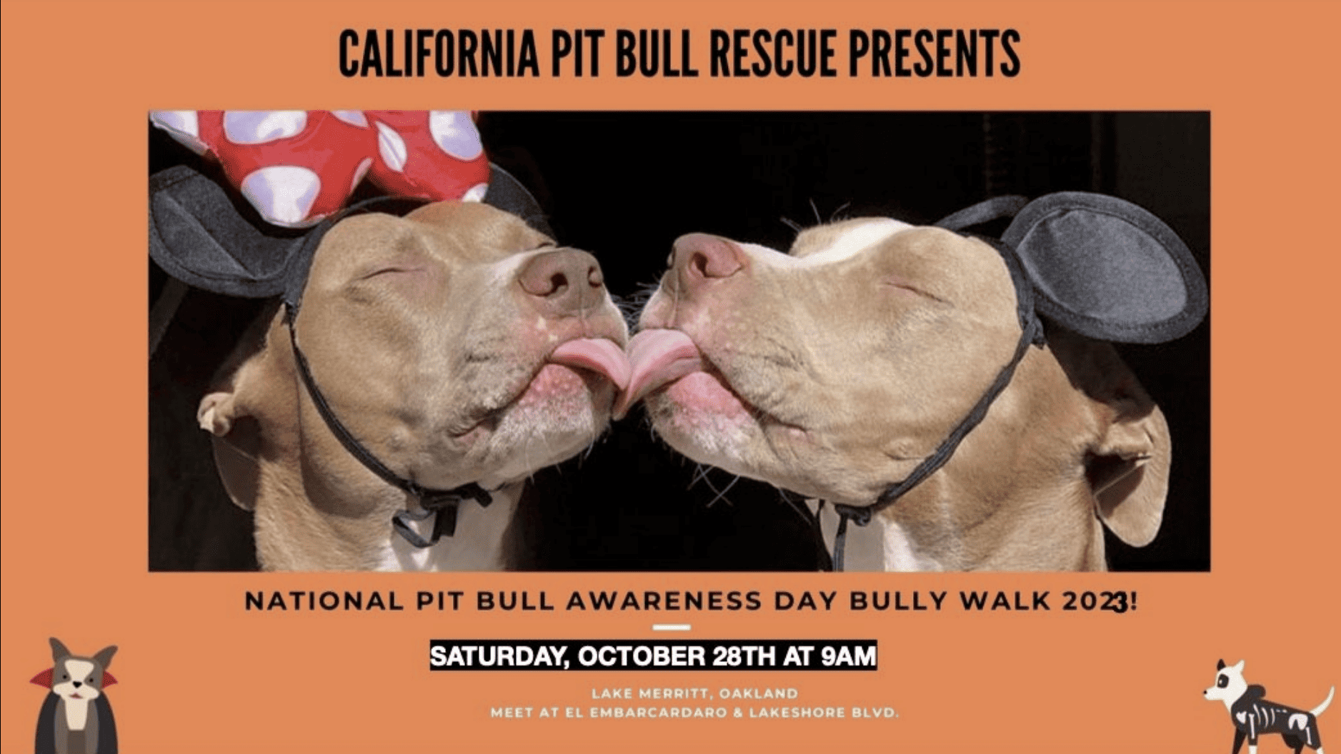 pit bulls licking each other
