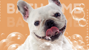 Dog with bath bubbles