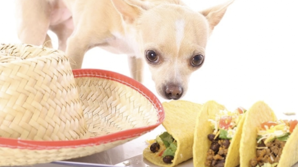 Dog with hat and tacos