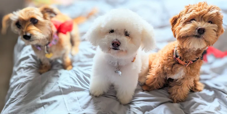 Doggie Salon and Spa