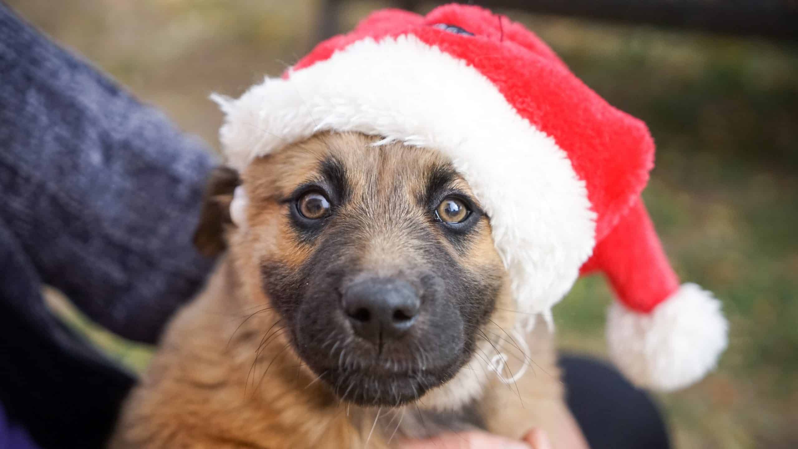 puppy wearing Santa hat