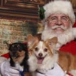 2 small dogs on Santa's lap