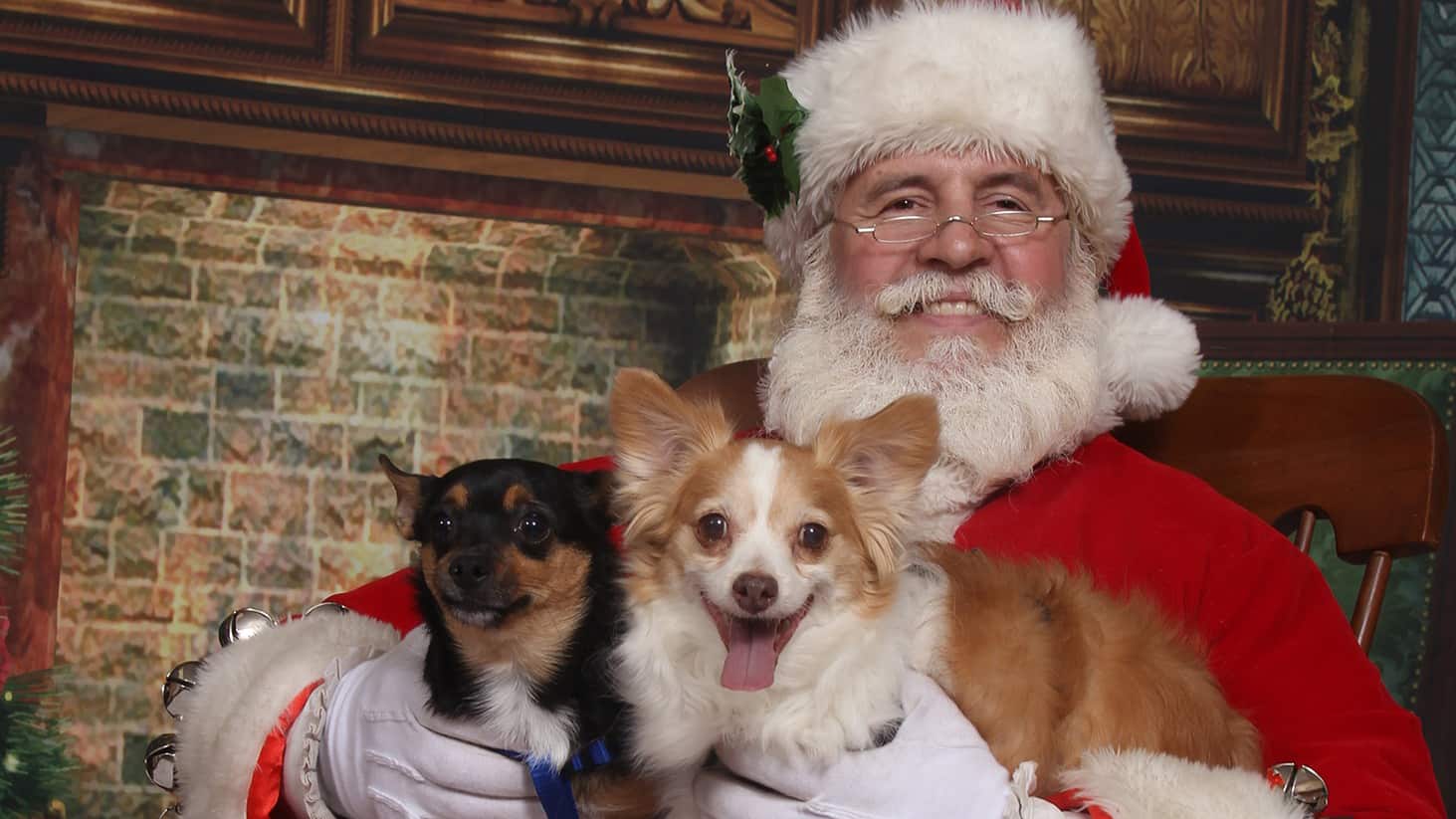2 small dogs on Santa's lap