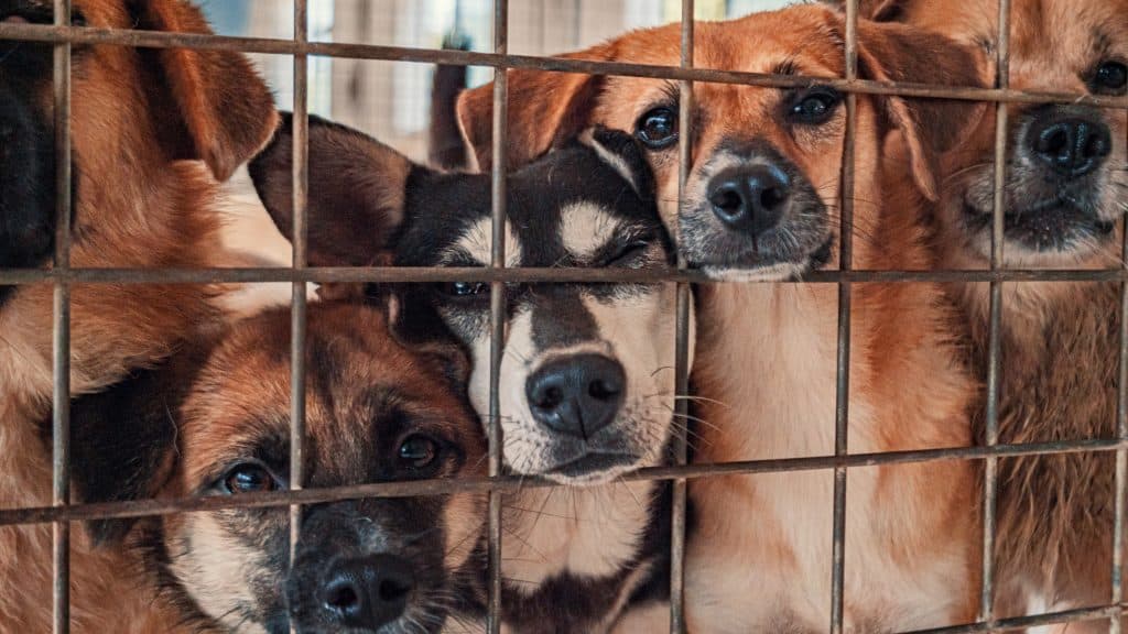 dogs in animal shelter behind the fence.