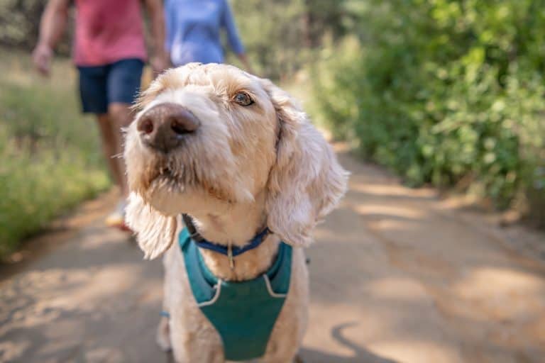 Dog in park on a walk