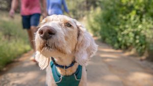 Dog in park on a walk