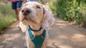 Dog in park on a walk