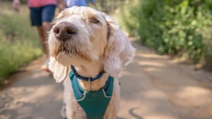 Dog-friendly California destination, photo courtesy of GOCAL