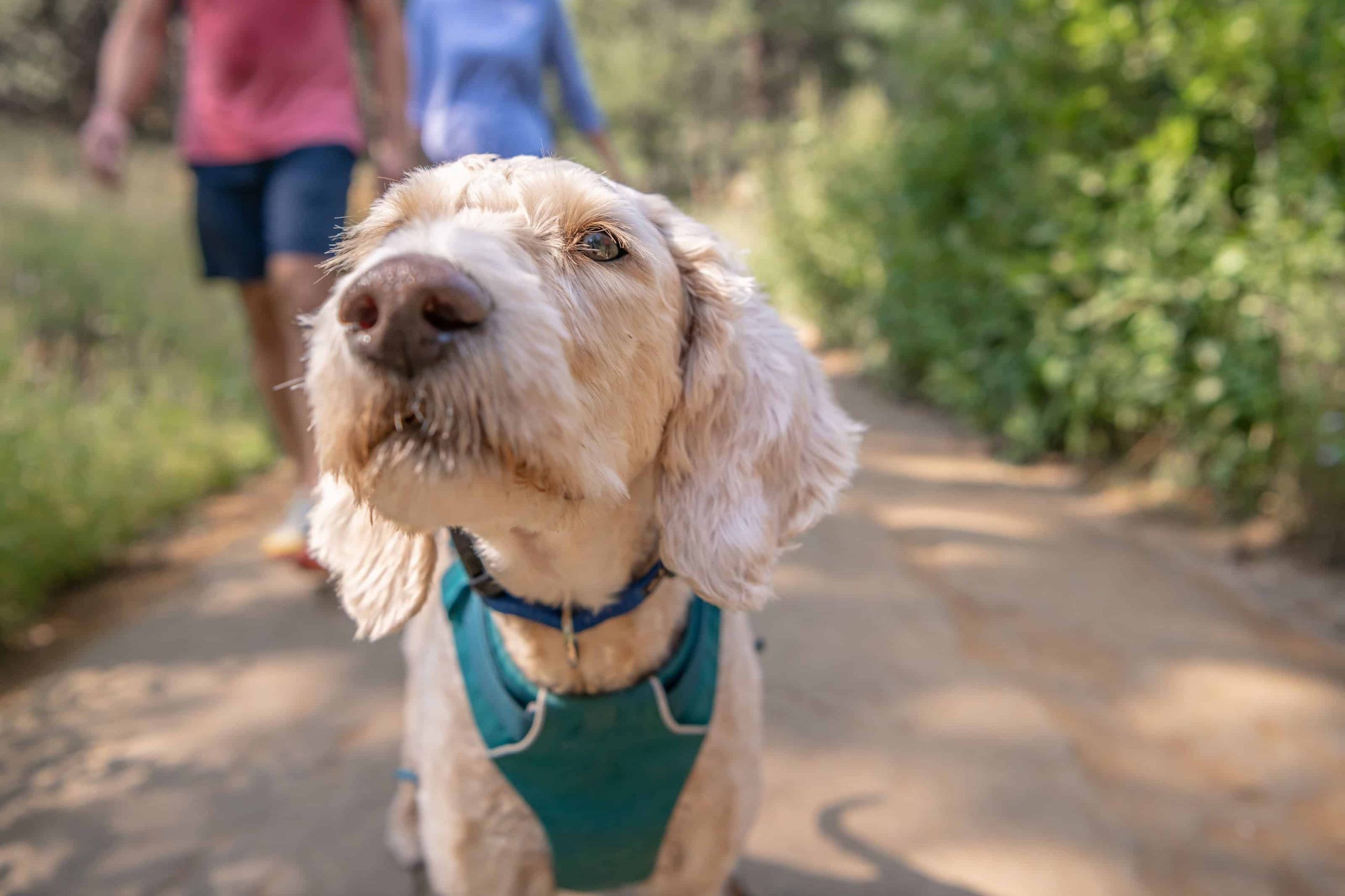 Dog in park on a walk