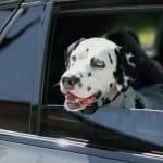 dalmation peeking out window of an SUV