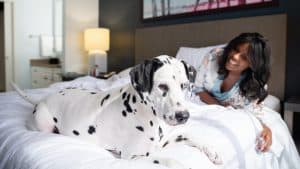 woman and dalmation dog on Pleasant Hill hotel bed