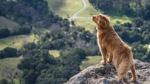 golden retriver dog stands on rocky overlook with valley view