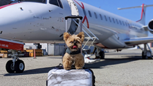 Dog on suitcase in front of JSX airplane.