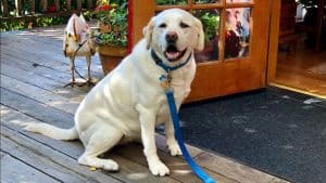 yellow lab sits on deck outside Stanford Inn entrance