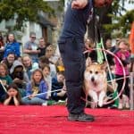 corgi jumps through a hoop while crowd looks on