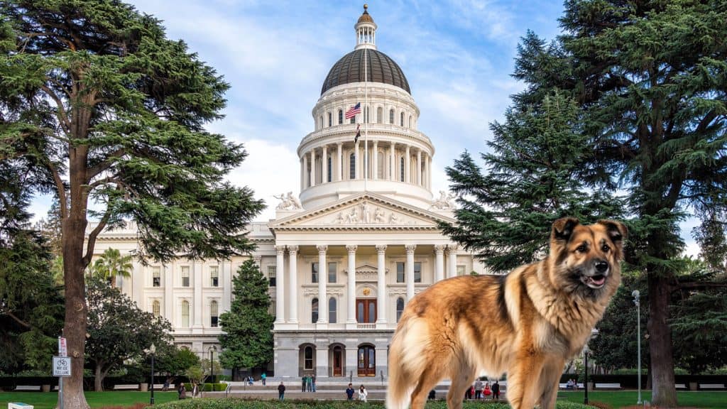 dog in front of Capital building in Sacramento