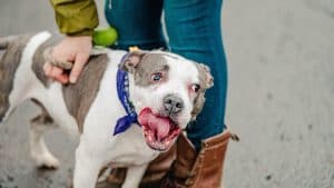 Dog Adoption at Beachside Restaurant & Bar