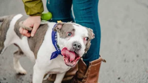 Wags, Wine & Adopt