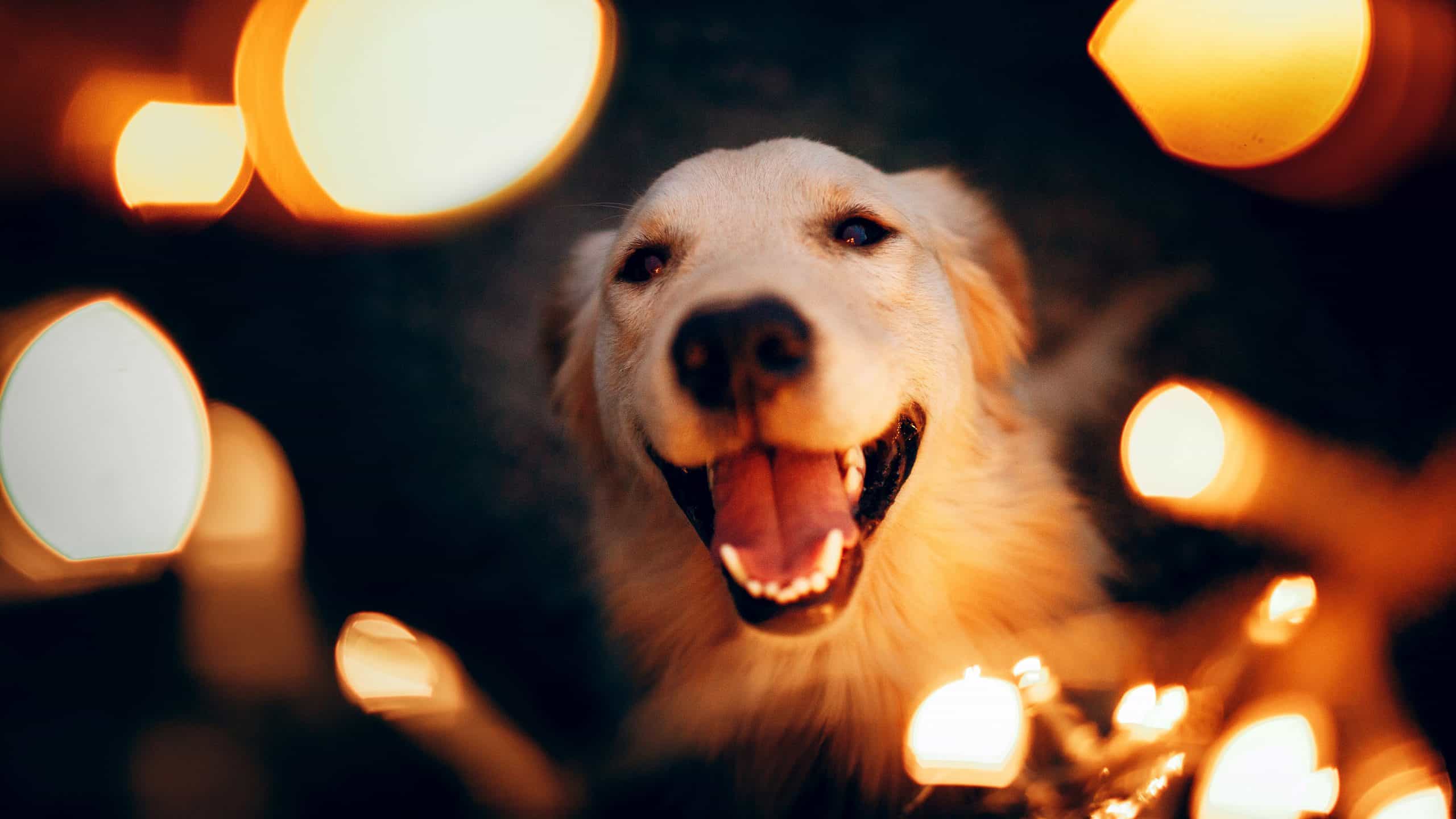 happy dog with Christmas lights