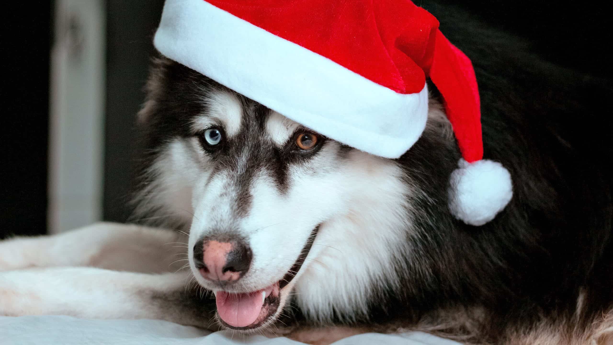 dog wearing Santa hat