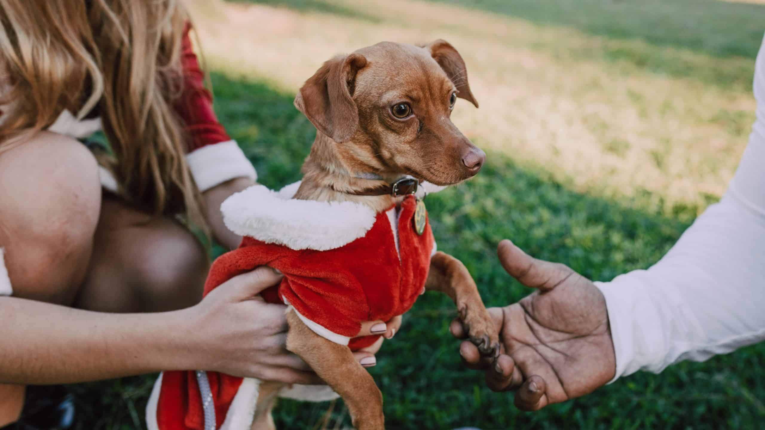 cute dog in Santa outfit