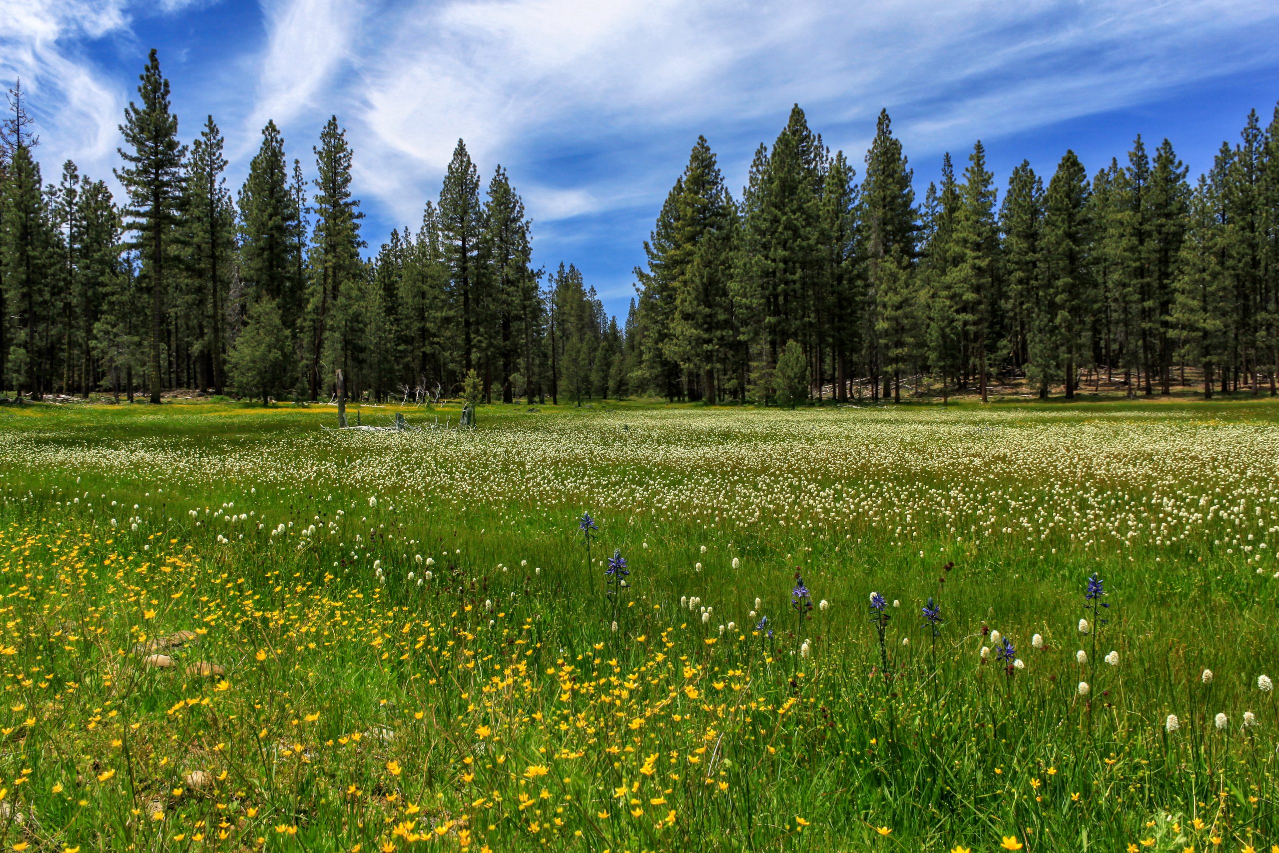 A Meadow In Lassen County