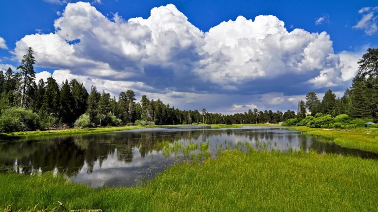 Champion Lodgepole Trail