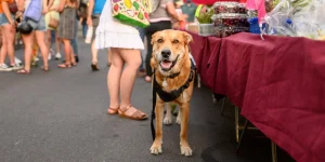 Butte County: nature and culture for dogs and people