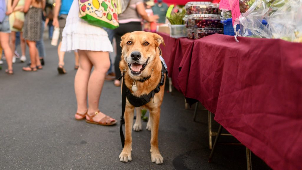 Butte County farmers market with dog