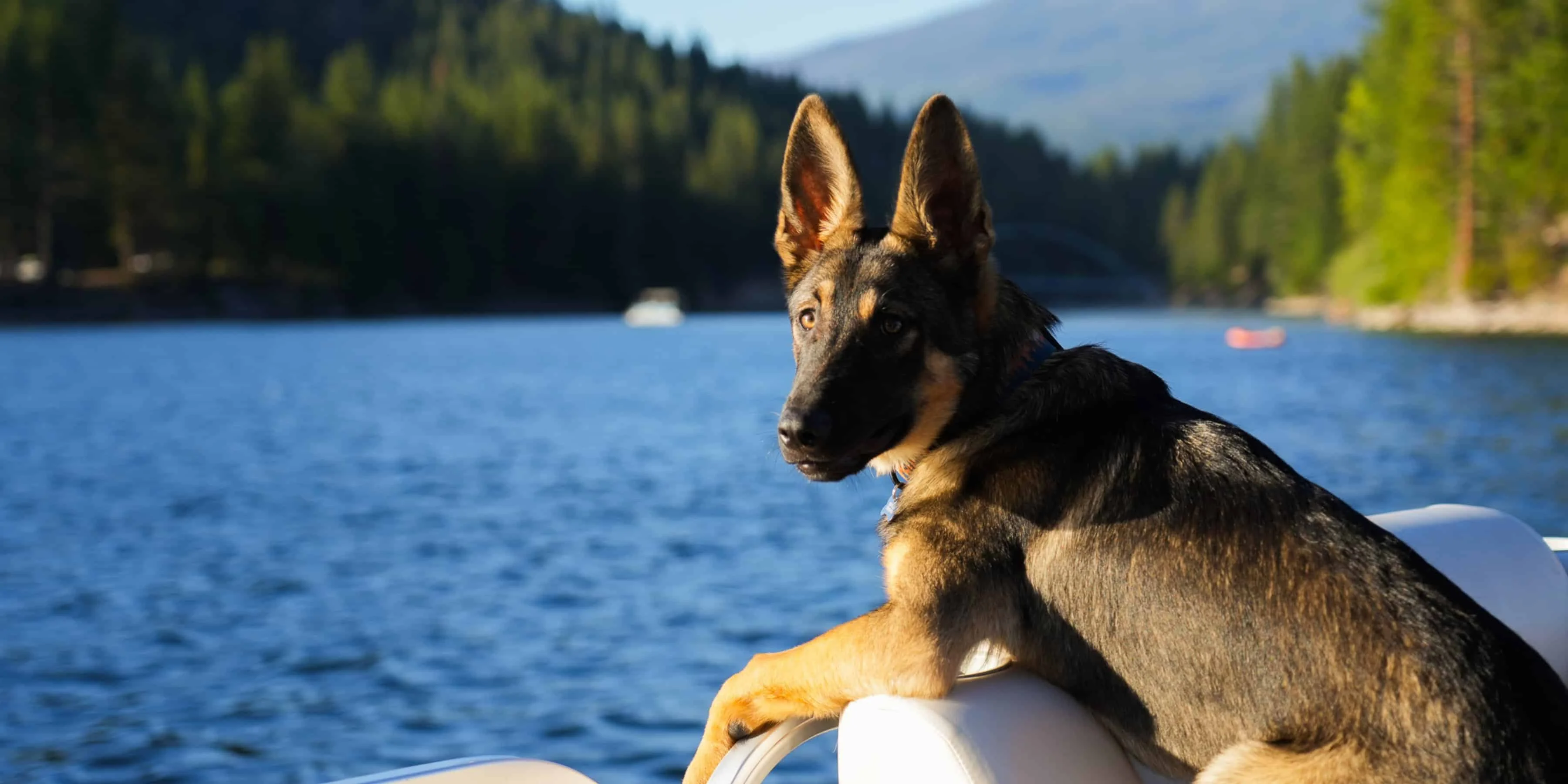 Image from Siskiyou County: where dogs are a way of life on DogTrekker