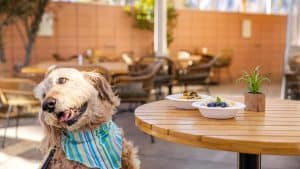 dog at table on outdoor patio in Palm Springs