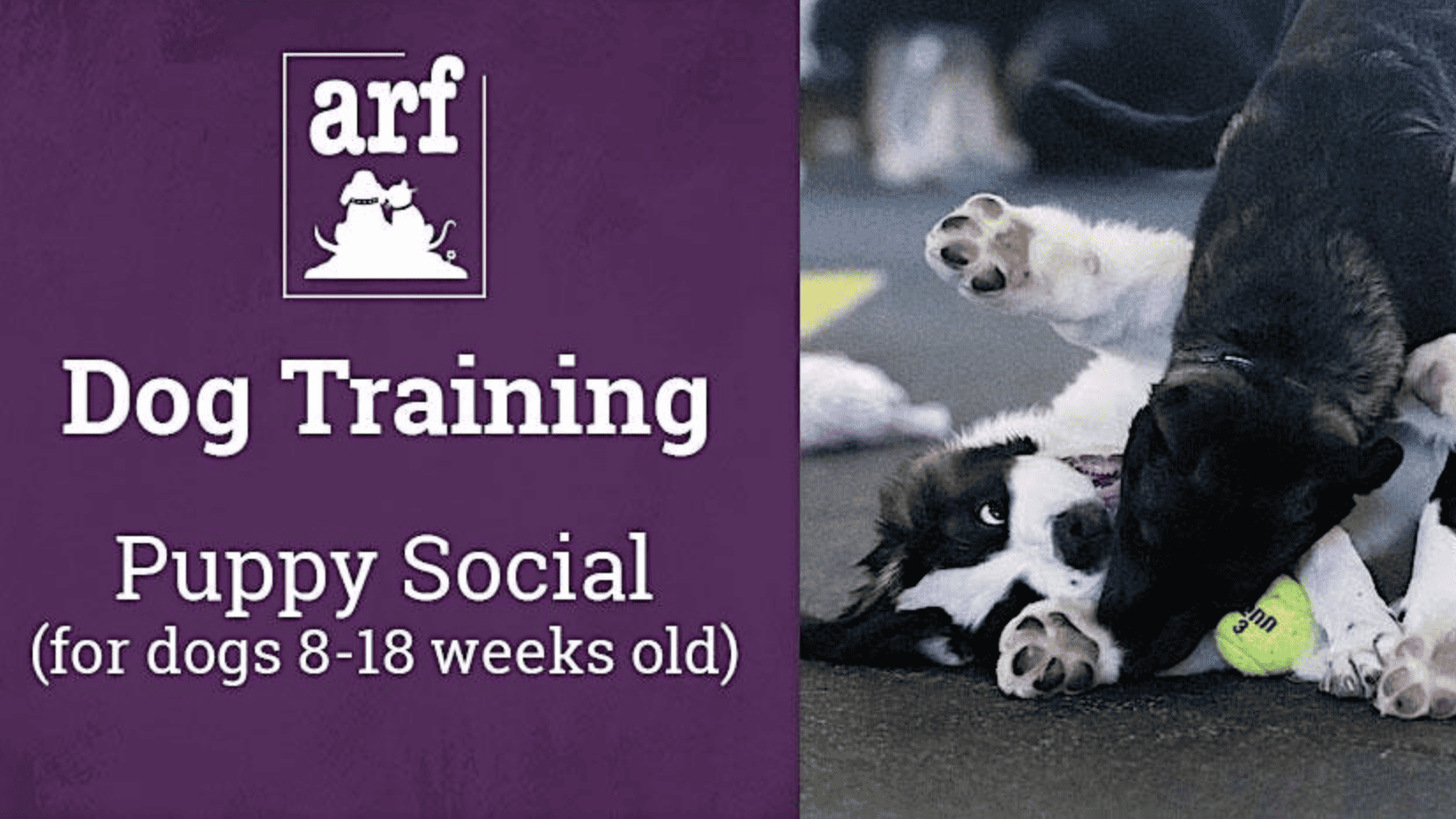 dog training puppy social for dogs 8 to 18 weeks old