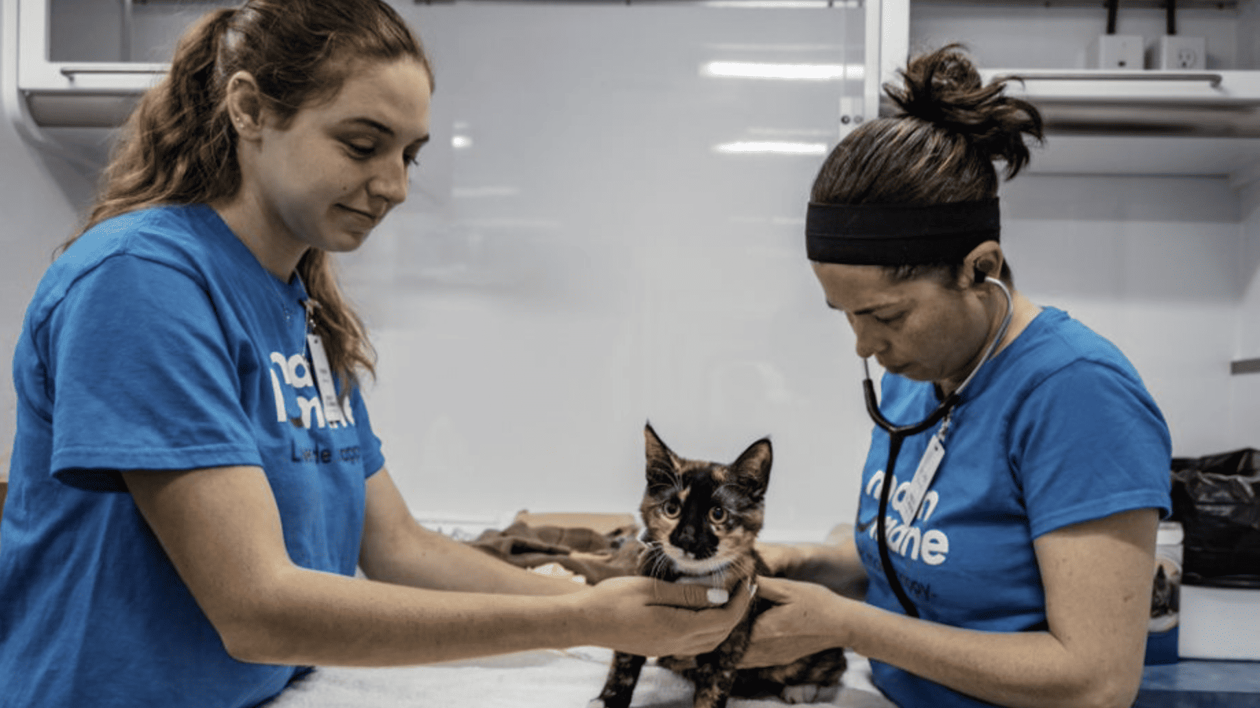 cat receives veterinary care