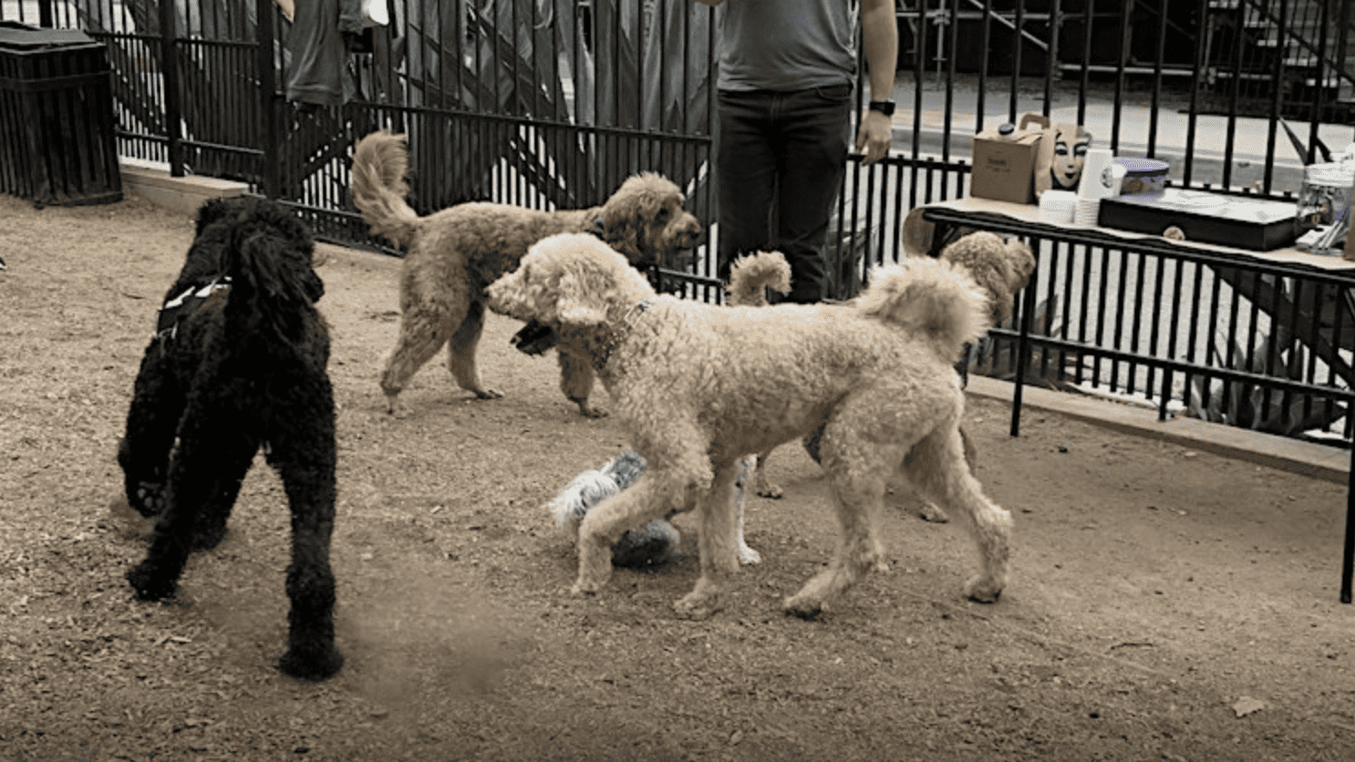 doodle dogs play at dog park