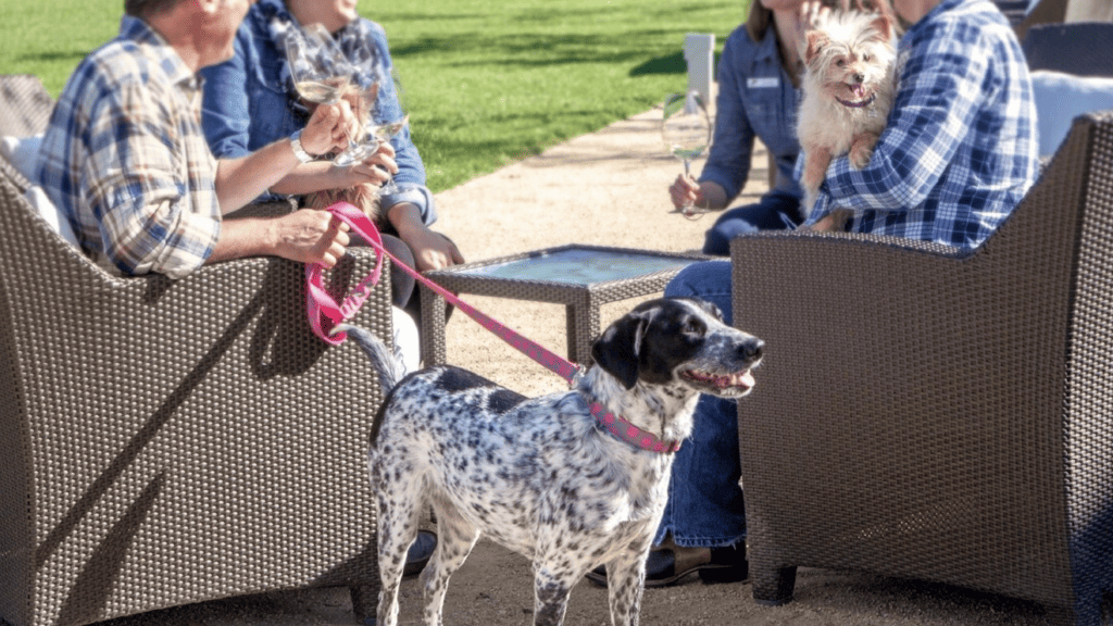 Group of people sit drinking wine outside with dog on leash