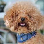 dog wearing bandana