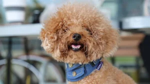 Napa Humane Community Mixer