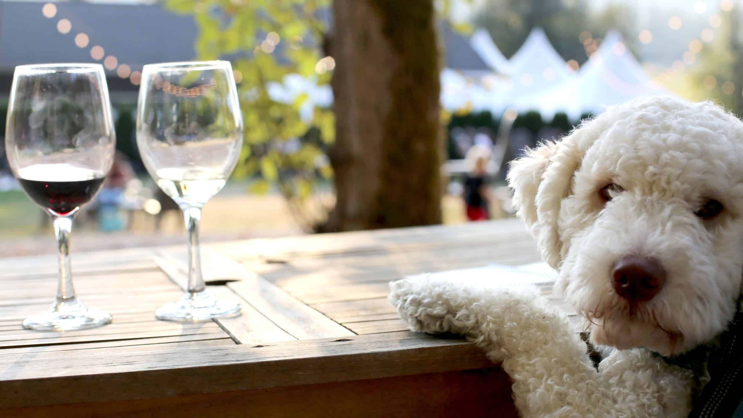 dog at winery