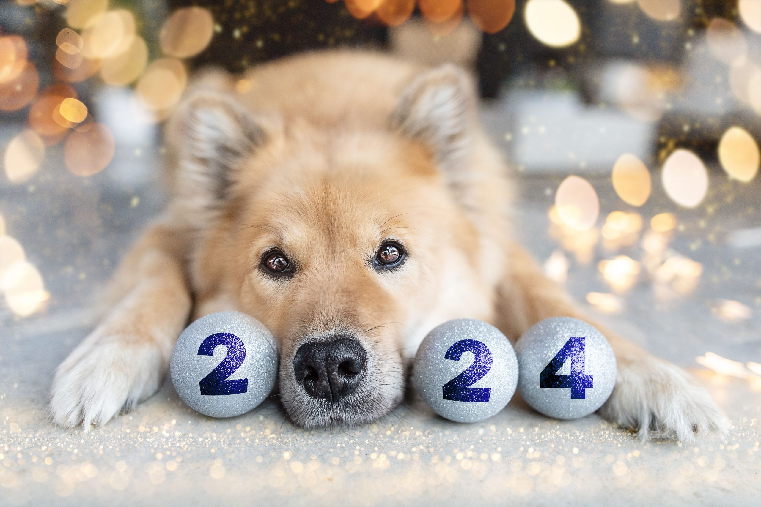 Dog with 2024 (nose is the 0)