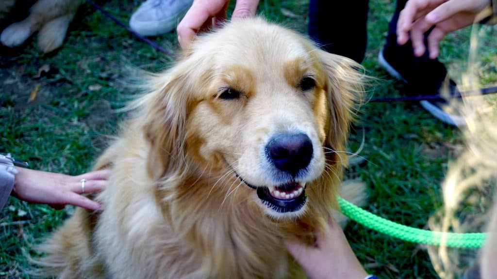 happy dog getting pet