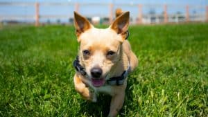 Pee-Wee Paws Small Dog Meetup