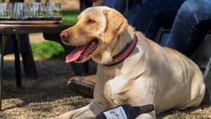 yellow lab with plush wine bottle toy at Paraduxx.
