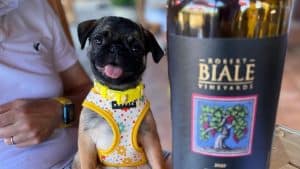 Pug with a bottle of Robert Biale Vineyards wine.