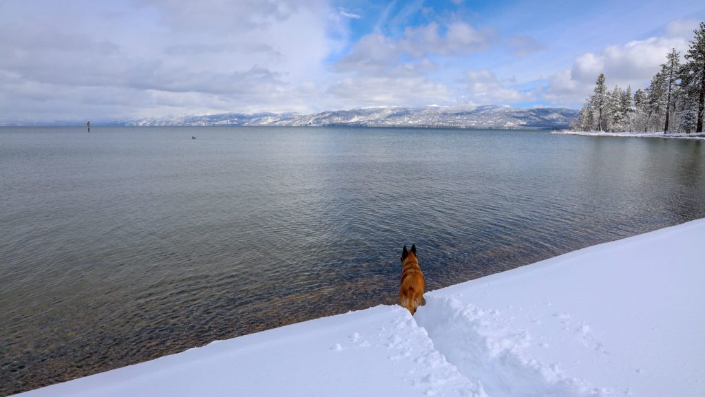 A brown dog stands on a snow-covered beach, gazing at the calm waters of Lake Tahoe. In the distance, snow-capped mountains rise under a partly cloudy sky.