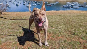Dogs are welcome at Lake Oroville.