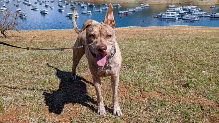 Dogs are welcome at Lake Oroville.