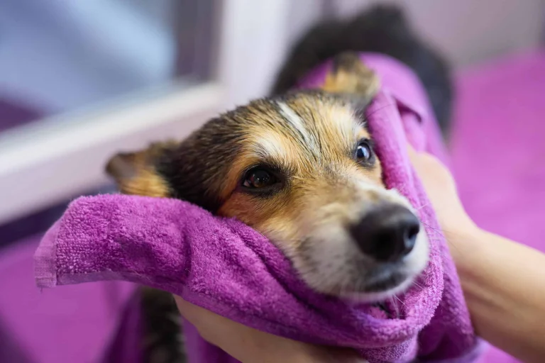 Liberty Mobile Pet Grooming