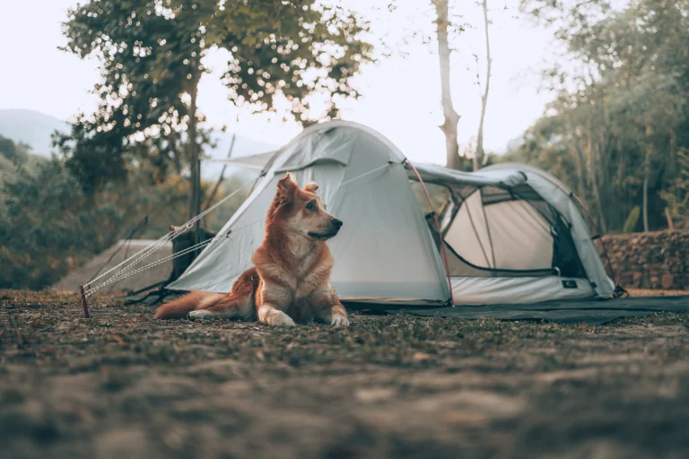 Holcomb Valley Campground