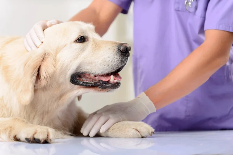 Mountain View Animal Hospital, a dog-friendly pet boarding facility in Big Bear City, California