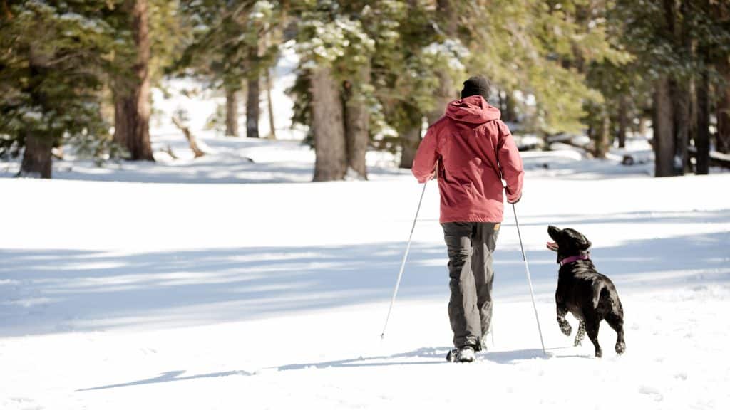 man cross country skiing with Labrador retriever